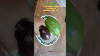 Alhamdulillah Bisa Ngerasain Buah Alpukat Cuba Dan Alpukat Aligator