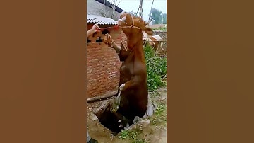 Sharing of the process of rescuing a buffalo that fell into a well