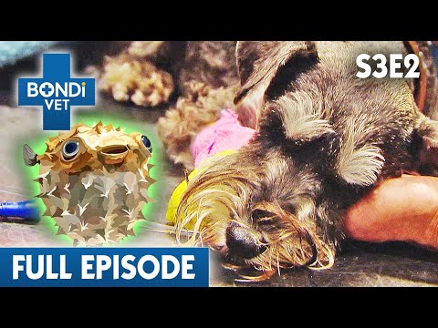 Video: Scoop za hišne ljubljenčke: Otroški kenguru objokuje s podaljškom, pes preživi jesti strupeno gumo
