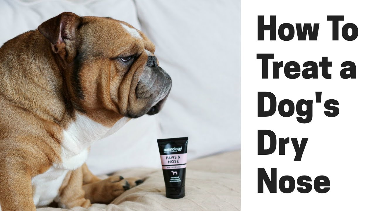 How To Treat A Dogs Dry Nose Youtube