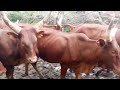 HELENI MANHE MSAMBAZAJI