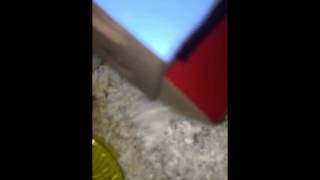 Angry hamster Profile