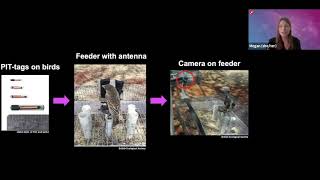 Identifying Birds with Artificial Intelligence