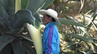 Tlachiqueando. Capado de Maguey. Parte 1