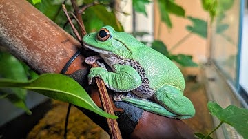 How to set up a bioactive Terrarium for Treefrogs