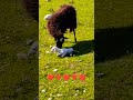 BABY ❤️🎈#cute PUPPY#mom#lamb#sound @naxBiggio74MEF3