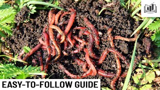 How to Start a Worm Farm Business