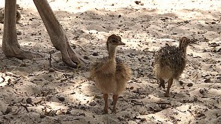 Three Days Ostrich Chicks Mother Ostrich Protects These Chicks