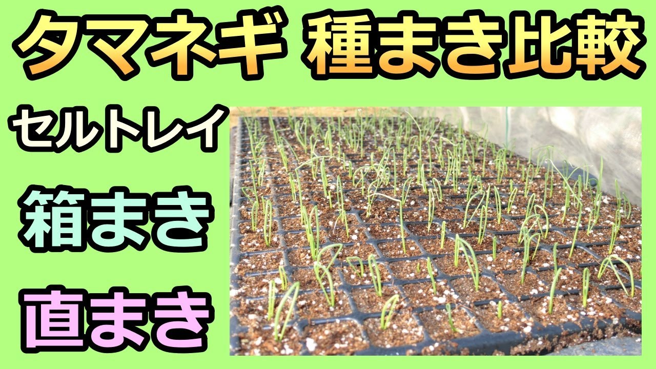 【タマネギの種まき比較 発芽編 2021秋】セルトレイ vs 箱まき vs 直まき 家庭菜園28年目 無農薬