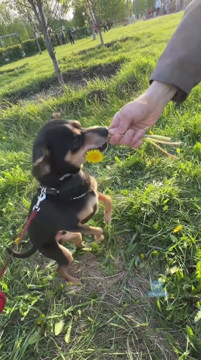 Малыш Оди и одуванчики 😁.#оди_ищетдом #хочудомой #собакавдар - YouTube