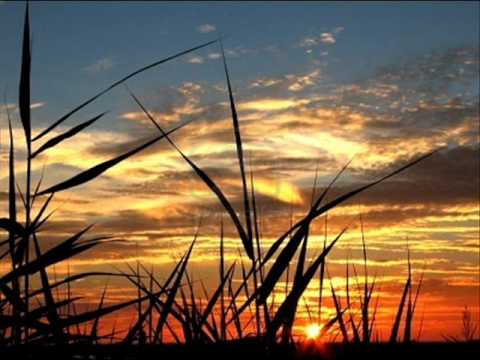 Jens Buchert-Bamboo Sun