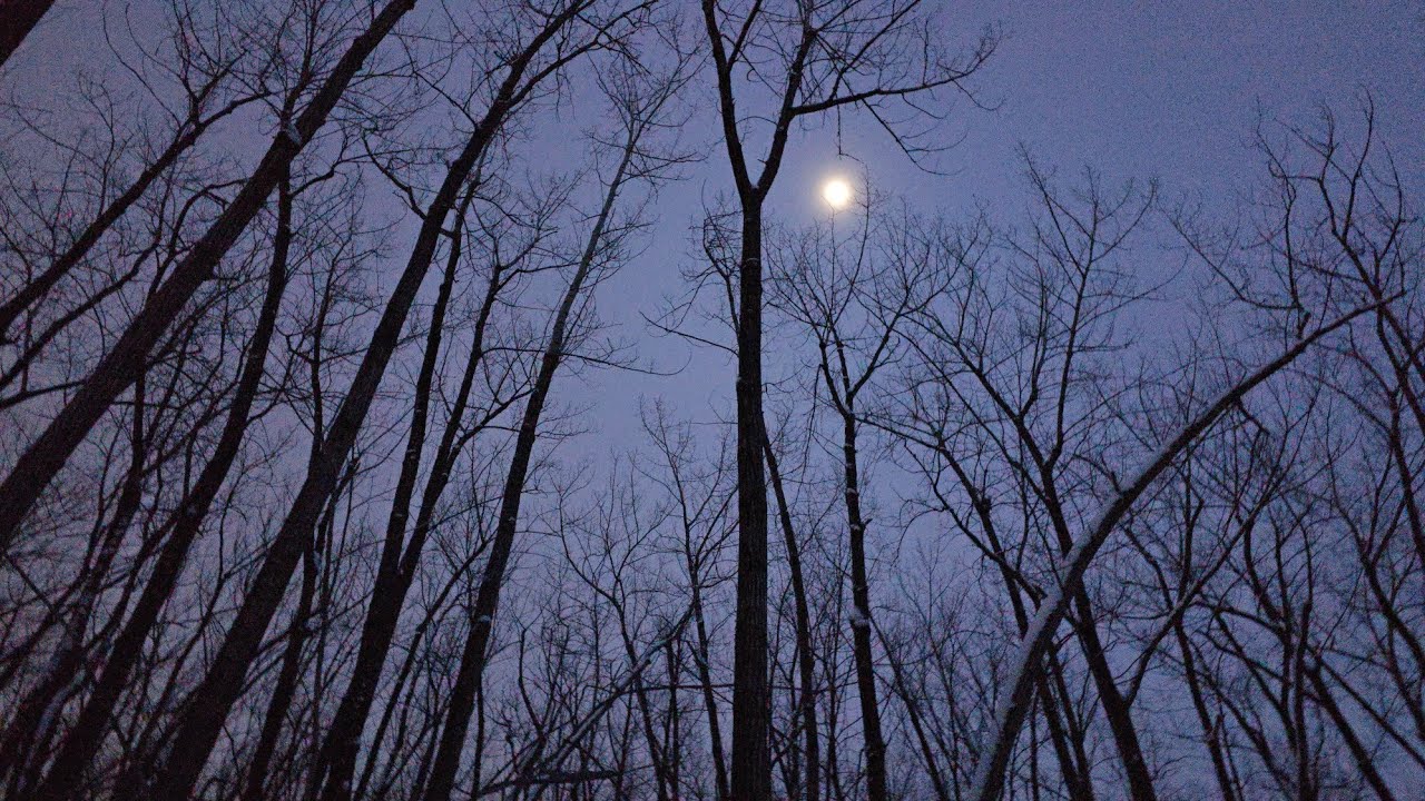 ❄️ 8K video of a Relaxing walk at twilight through the woods of Angrignon Park: Montreal, Canada 🌌