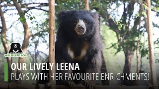 Our Lively Leena Plays With Her Favourite Enrichments!