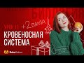 Кровеносная система | БИОЛОГИЯ ЕГЭ | Лина Клевер