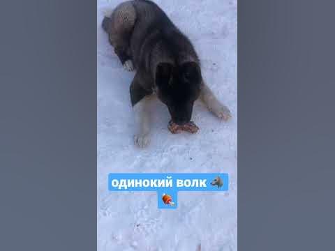 Волк 🐺 🍖 ест - YouTube