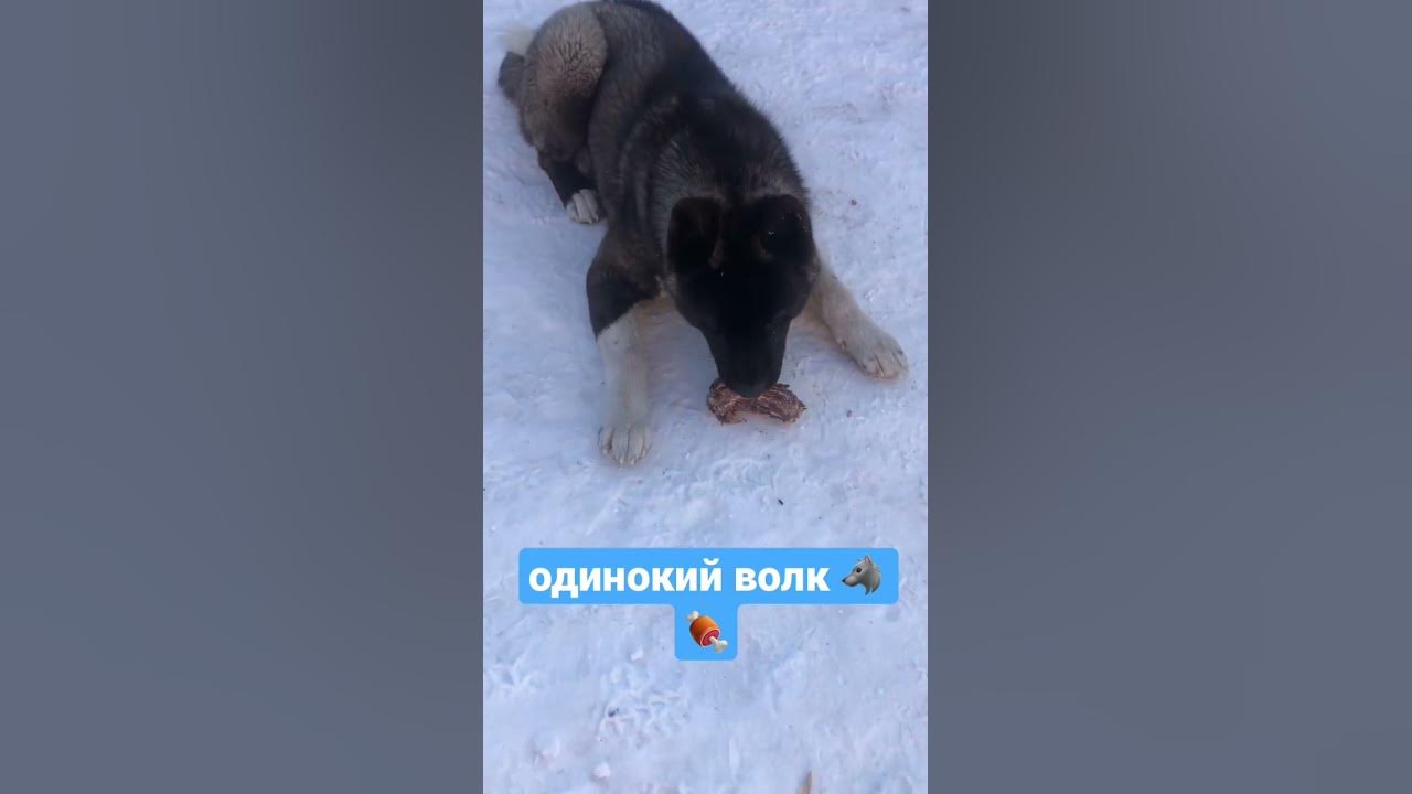 Волк 🐺 🍖 ест - YouTube