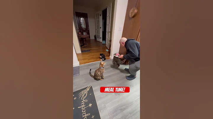 Video 11520691: bengalcat bengals, catfood