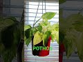 Which POTHOS Needs WATER? #pothos #water