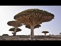 दुनिया के 10 विचित्र पेड़ 10 Bizarre World Tree