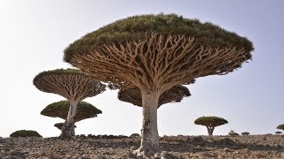 दुनिया के 10 विचित्र पेड़ Top 10 Strange Trees of the World (IN HINDI)