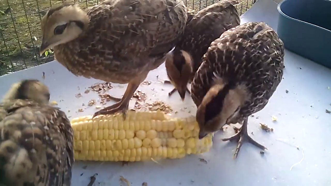  Ayam  hutan hijau umur 1bulan suka makan  jagung manis 