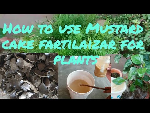 Video: How To Use Mustard Cake In The Country?