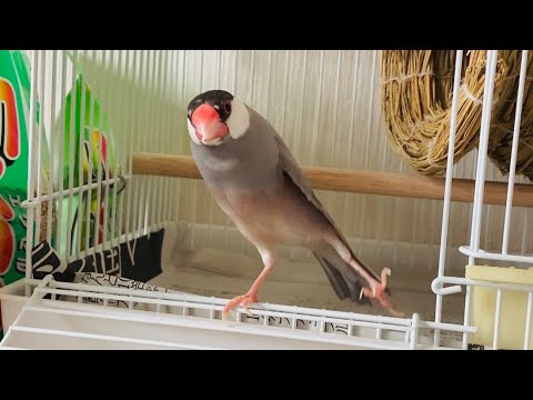 新しいお家にすっかり慣れた文鳥  あずき  Java sparrow