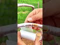The Perfect Fit: Expert Grafting Technique