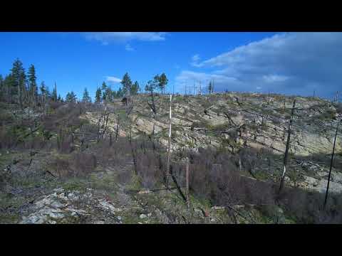 20 seconds- Beautiful Bird sounds// Best Landscape