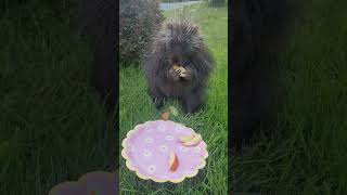 Petunia, Cindy, a sleeping porcupine and a raccoon #busynight #wildlife #canada #nature #youmatter