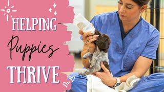 How And When To Help Puppies That Are Failing To Thrive by Standing Stone Kennels 848 views 10 days ago 5 minutes, 47 seconds