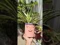 jade plant care☘️#ytshorts #plantsofindia#spiderplant #spiderplantcare#garden#shortvide#explorepage