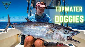 Giant Topwater Dogtooth Tuna, Ashmore Reef