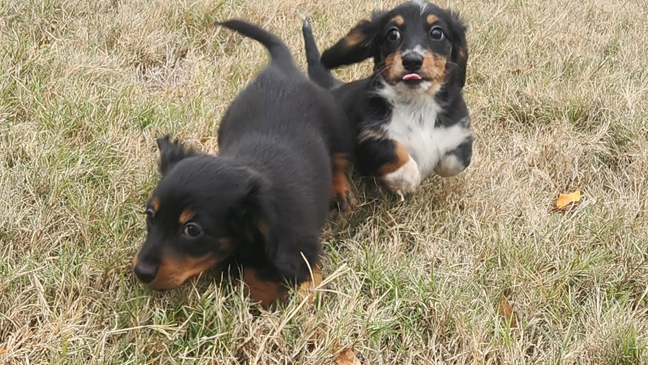 mini dachshund puppies playing - YouTube