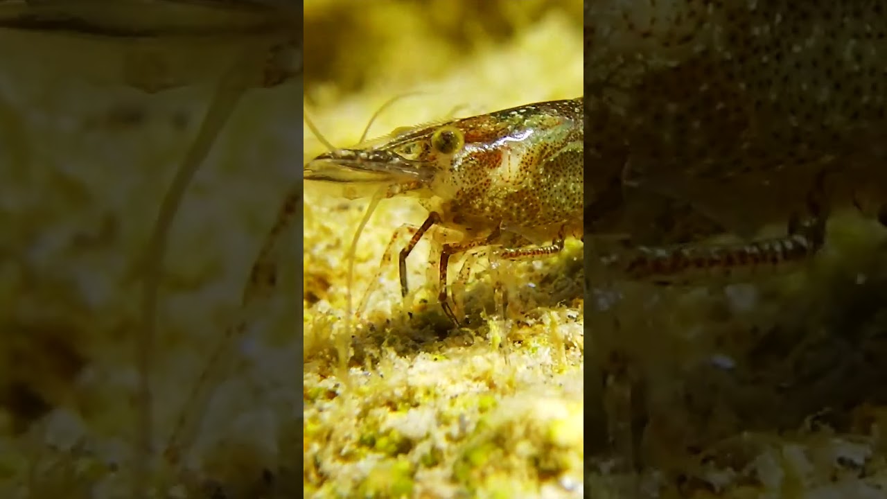 Explore the Mysteries of the Underwater World and Experience its Breathtaking Beauty.