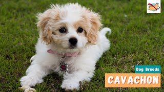 Cavachon: A Complete Visual Guide To This Adorable Little Dog!