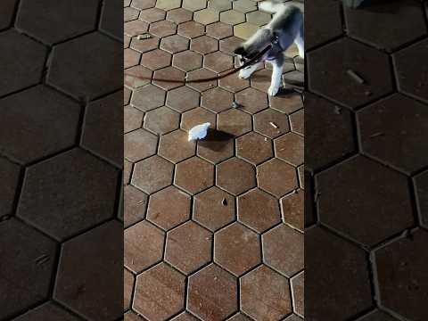 Cá được chủ dẫn đi công viên, lần đầu đi chơi gặp miếng xốp hơi bỡ ngỡ #dindinvabap #husky