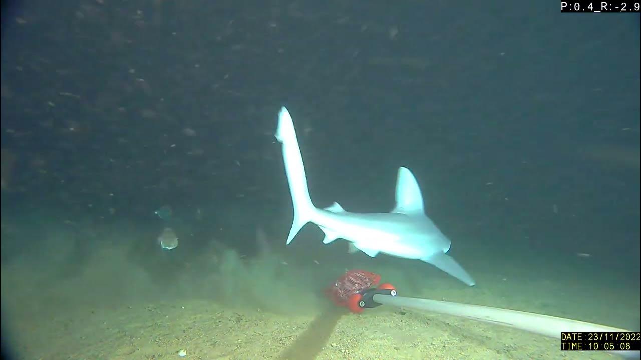 New shark discovered The Stripey Hornshark YouTube