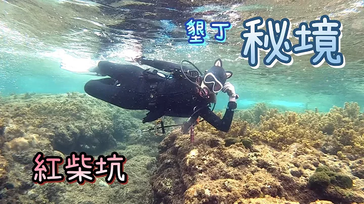 垦丁潜水天堂‘红柴坑’珊瑚礁分布最广，少有人烟的秘境潜点！红柴坑马尾藻盛开中 - 天天要闻