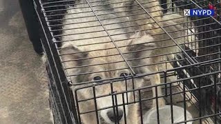 13 malnourished dogs, cats saved during NYPD rescue