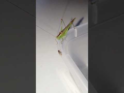 Кузнечик с мухами не дружит. #трушорты #кузнечик #katydid #insects #насекомые