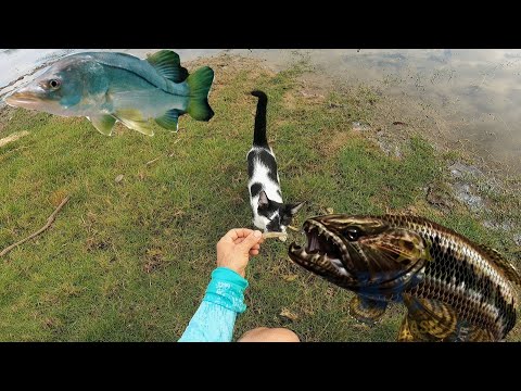 GATO NA ISCA pequei uma TRAÍRA e um ROBALO FLECHA na MESMO lugar isso é possível!?