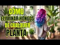 Cómo eliminar hongos de cualquier planta rápido, fácil y barato