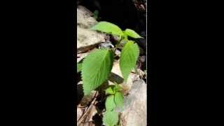 Wood Nettles| Edible Plants | Wild Food