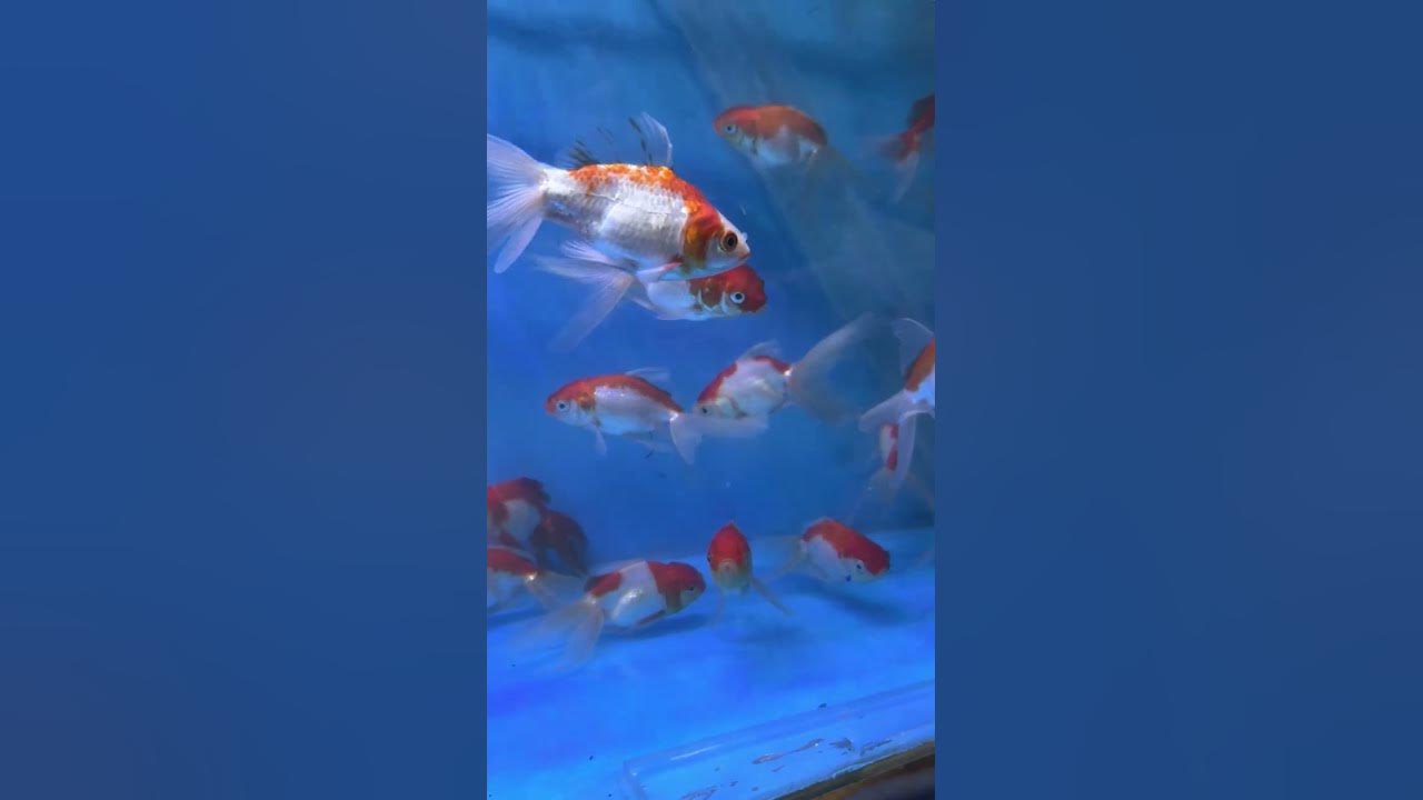 exotic-fish-fish-shop-in-chandigarh-fish-video-mohalipetvlogs
