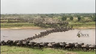 Wildebeest Migration River Crossing, Serengeti National Park