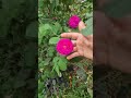 Mica mea gradina 🌹💞12 septembrie 2025#garden #nature #flowers #estyt