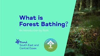 What is Forest Bathing - An Introduction