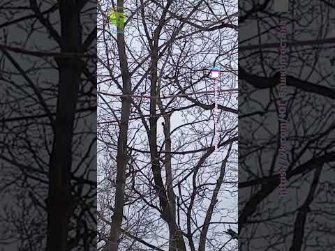 Уфимский Дятел на