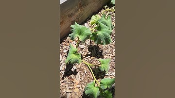 Why is my squash vine wilting?